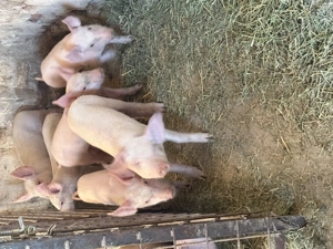 Vând purcei rasa Landrace+Marele alb! - imagine 3 Vând purcei rasa Landrace+Marele alb! - imagine 3