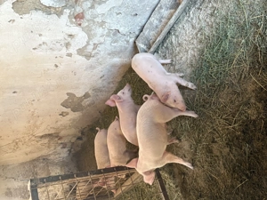 Vând purcei rasa Landrace+Marele alb! - imagine 4 Vând purcei rasa Landrace+Marele alb! - imagine 4