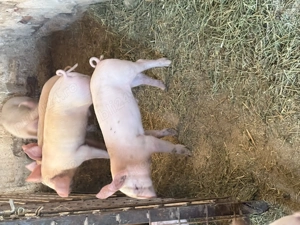 Vând purcei rasa Landrace+Marele alb!