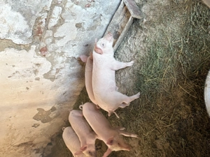 Vând purcei rasa Landrace+Marele alb! - imagine 2 Vând purcei rasa Landrace+Marele alb! - imagine 2