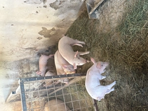 Vând purcei rasa Landrace+Marele alb! - imagine 5 Vând purcei rasa Landrace+Marele alb! - imagine 5