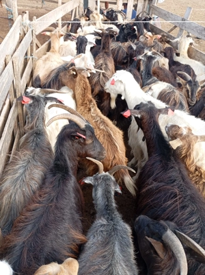 Vând 100 de capre - imagine 2 Vând 100 de capre - imagine 2