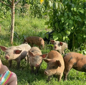 Purcei 8 săptămânii 