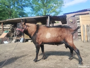 vand țap alpin pentru montă  - imagine 4