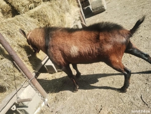 vand țap alpin pentru montă  - imagine 2