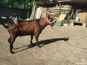 vand țap alpin pentru montă  - imagine 3