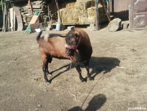 vand țap alpin pentru montă  - imagine 5