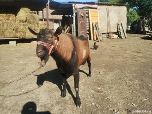 vand țap alpin pentru montă