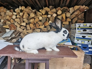 Iepuri Fluture german și Berbec german  - imagine 2