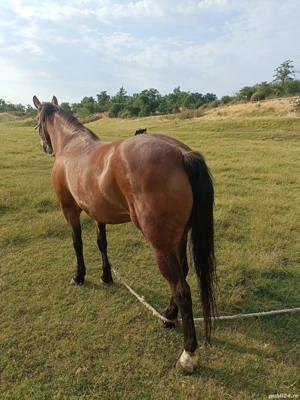Vând Iapă bună  - imagine 2