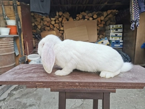 Iepuri Fluture german și Berbec german  - imagine 5