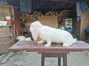 Iepuri Fluture german și Berbec german  - imagine 4