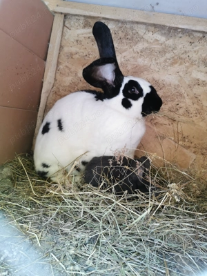 Iepuri Fluture german și Berbec german  - imagine 3