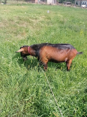 Țap alpină franceza de vânzare  - imagine 2