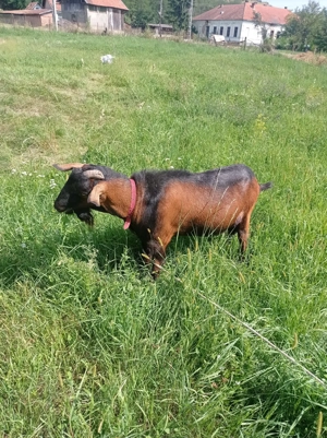 Țap alpină franceza de vânzare  - imagine 3