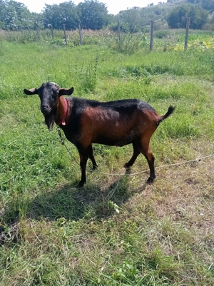 Țap alpină franceza de vânzare  - imagine 4