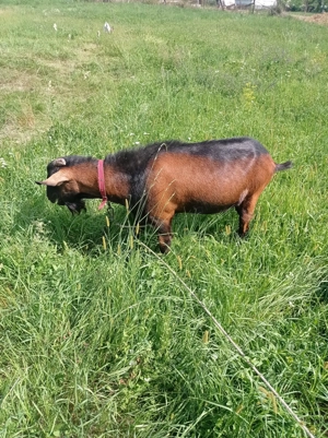 Țap alpină franceza de vânzare  - imagine 5