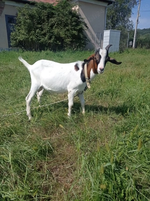 Vând tăpisori tineri  - imagine 2