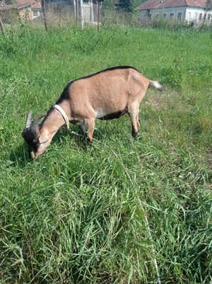 Vând tăpisori tineri  - imagine 3