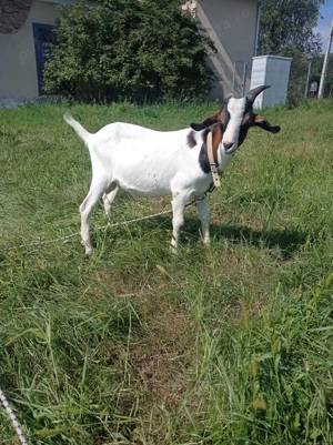 Vând tăpisori tineri  - imagine 4