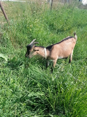 Vând tăpisori tineri  - imagine 5