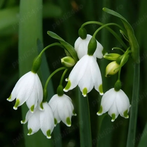 Bulbi Ghiocei clasic si tip clopotei - imagine 2