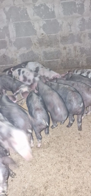 Purcei pietran de vânzare 