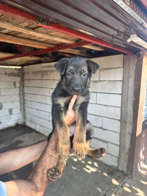 Vand ciobanesc german femela - imagine 2 Vand ciobanesc german femela - imagine 2