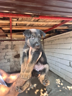 Vand ciobanesc german femela - imagine 3 Vand ciobanesc german femela - imagine 3