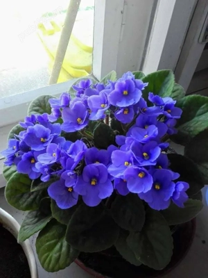 Primesc in gazda două fete nefumătoare,respectoase cu bun-simț.zona Podu Ros (Cantemir ).