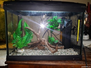 acvariu și accesorii