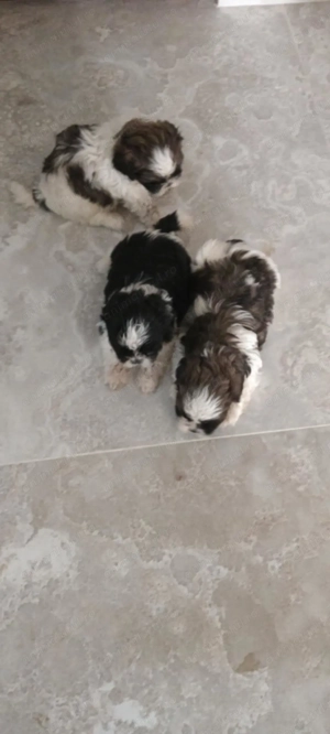 Vand pui de catel Shih Tzu