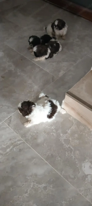 Vand pui de catel Shih Tzu - imagine 3