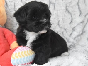 Bichon  havanez  fetițe 500  lei - imagine 2