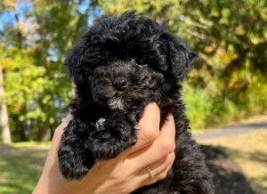 Caniche pudel  negru   fetiță  1000 lei