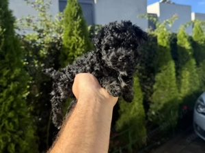 Caniche pudel  negru   fetiță  1000 lei - imagine 2