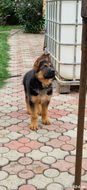 Deosebit ! Pui ciobanesc german - imagine 2 Deosebit ! Pui ciobanesc german - imagine 2