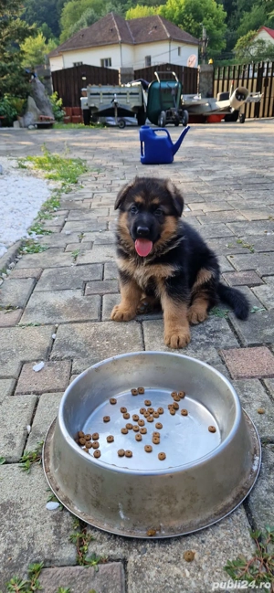 Deosebit ! Pui ciobanesc german - imagine 4 Deosebit ! Pui ciobanesc german - imagine 4
