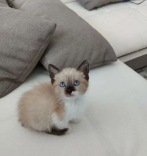 Ragdoll fetiță  pufoasa 700 lei - imagine 3