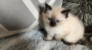 Ragdoll fetiță  pufoasa 700 lei