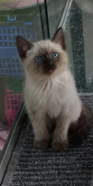 Ragdoll fetiță  pufoasa 700 lei - imagine 2