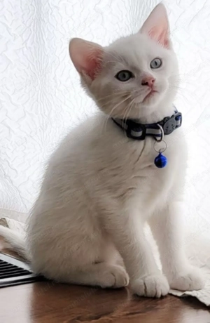 Angora turceasca băiețel  650 lei ochii albăstrii 