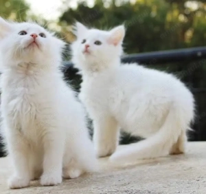 Ragdoll băiețel 650 lei - imagine 3