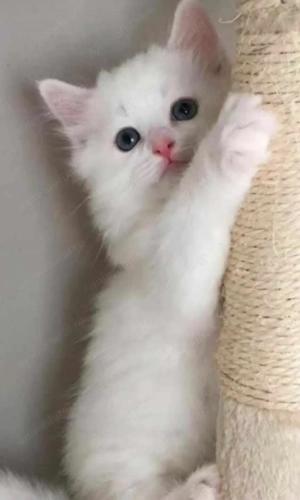 Ragdoll băiețel 650 lei