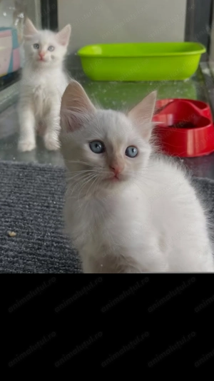 Ragdoll băiețel 650 lei - imagine 5