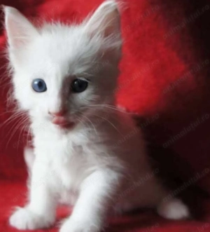 Ragdoll băiețel 650 lei - imagine 4