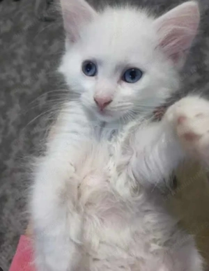 Angora turceasca  baietel ochii albăstrii 550 lei - imagine 3