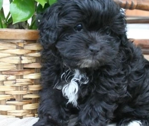 Bichon  havanez  fetițe 500  lei