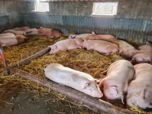 Vindem porci  crescuți 100% natural 90   150 kg  13kg Transport Domiciliu - imagine 2