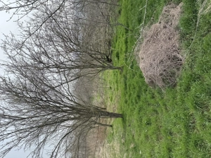 Vand Teren Intravilan - imagine 7